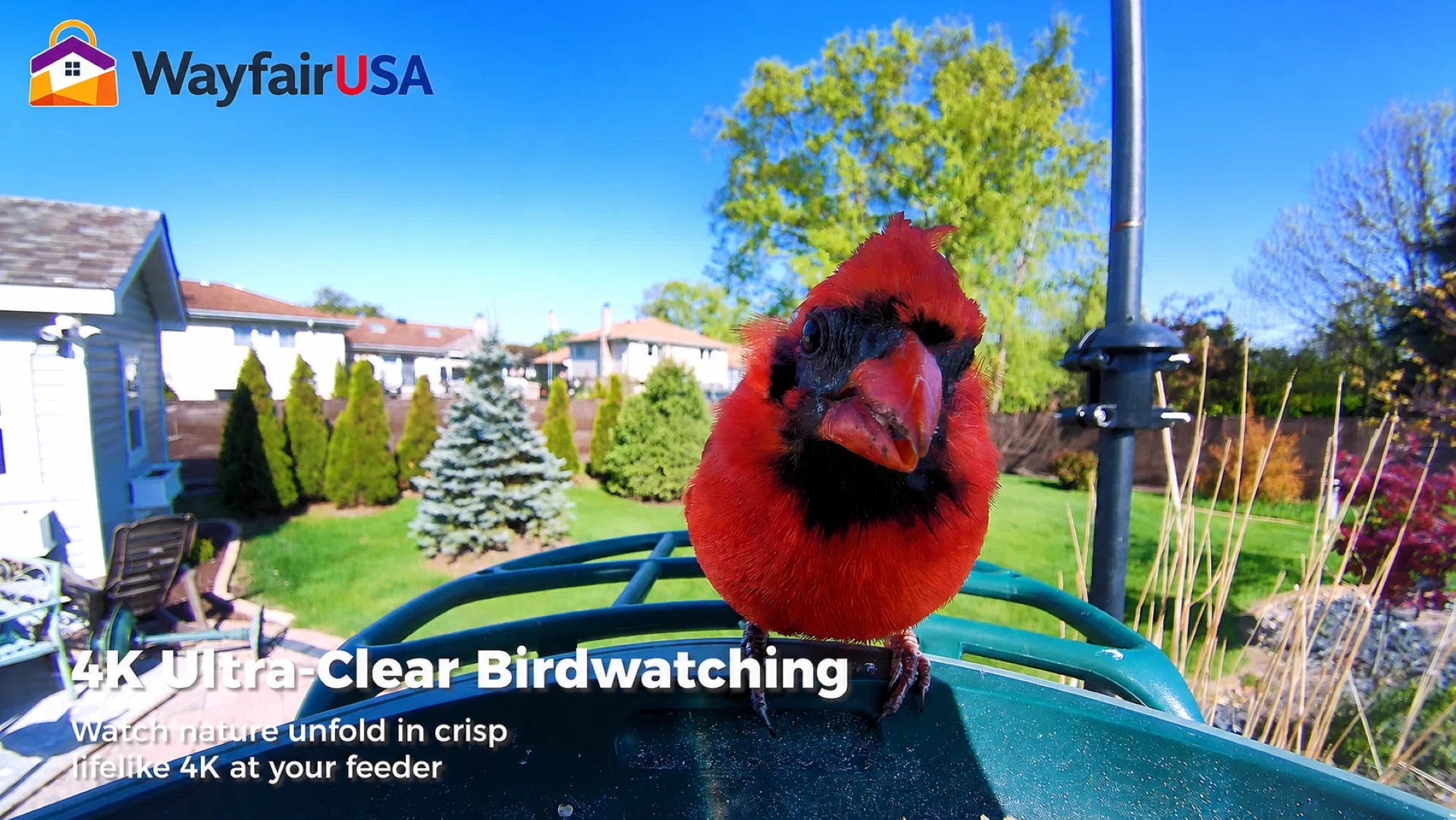 Cardinal visit captured by the feeder camera