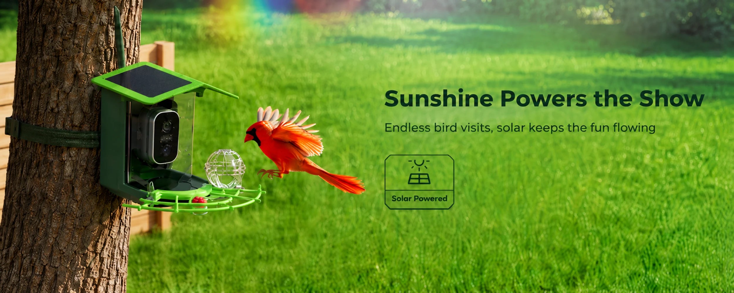 Solar smart bird feeder in a sunny summer yard