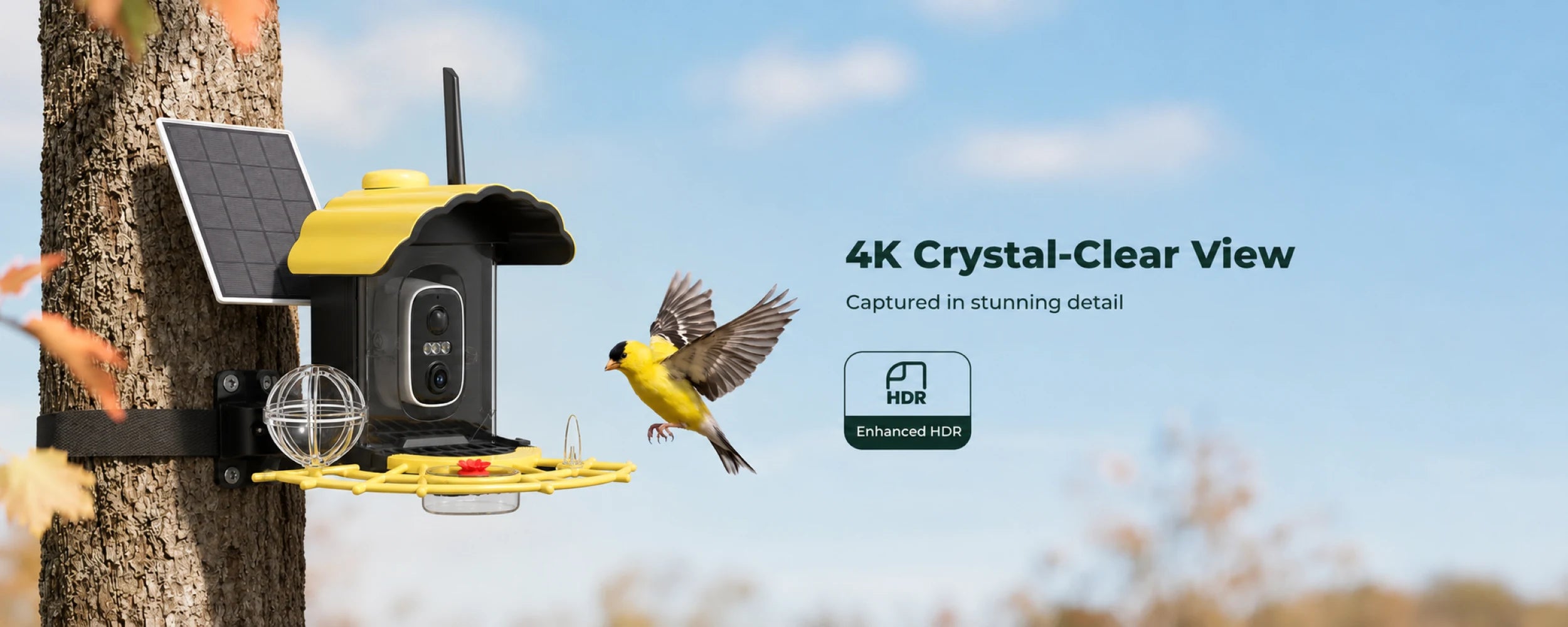 4K bird visit captured in an autumn backyard