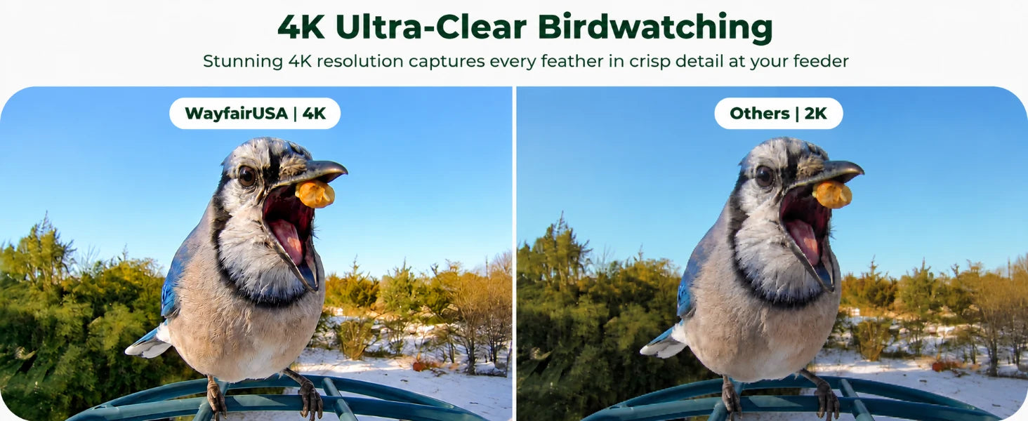 4K bird feeder camera image detail comparison