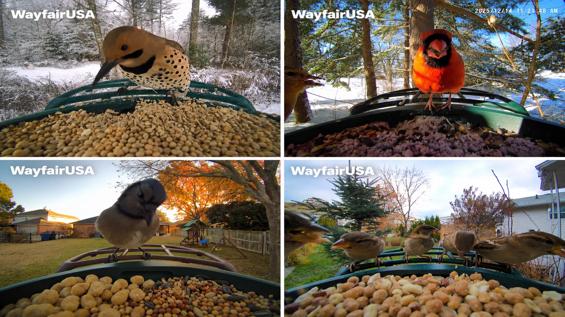 Four bird visits captured at the feeder